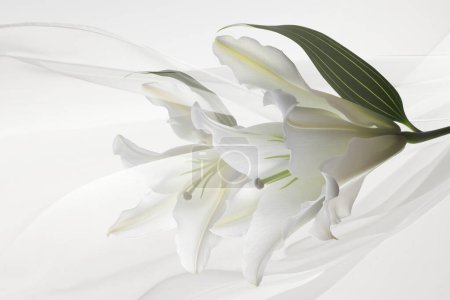 Téléchargez les photos : Orchidées blanches sur fond blanc
. - en image libre de droit