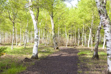 Téléchargez les photos : Forêt de bouleaux au début du printemps. bouleaux, troncs de bouleau. - en image libre de droit