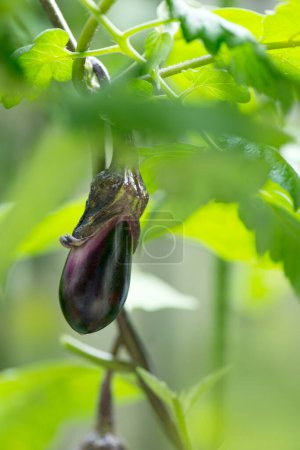 Photo for Close up of purple eggplant on plant in nature. - Royalty Free Image