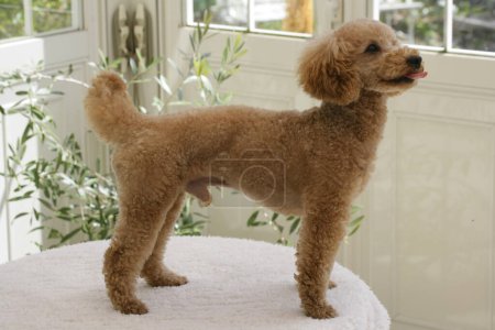 Photo for Close up of ginger poodle dog - Royalty Free Image