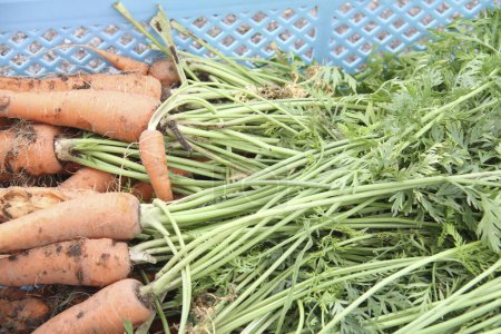 Photo for Close-up view of fresh harvested carrots in container - Royalty Free Image