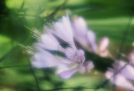 Téléchargez les photos : Une fleur pourpre avec un fond flou - en image libre de droit
