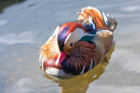 Téléchargez les photos : Canard colvert mâle dans l'eau sur fond de nature - en image libre de droit