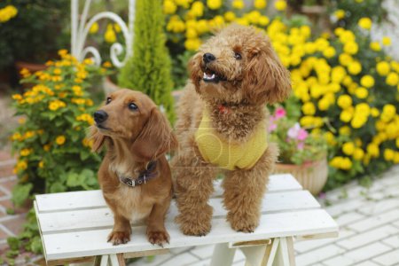 Photo for Dachshund and poodle dogs on white bench in the park - Royalty Free Image