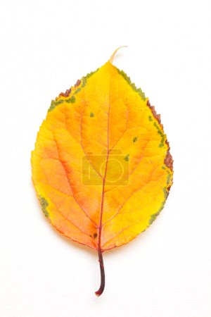 Téléchargez les photos : Feuille d'automne jaune sur fond blanc - en image libre de droit