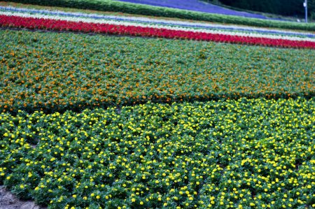 Foto de Verde prado de verano con flores de colores durante el día - Imagen libre de derechos