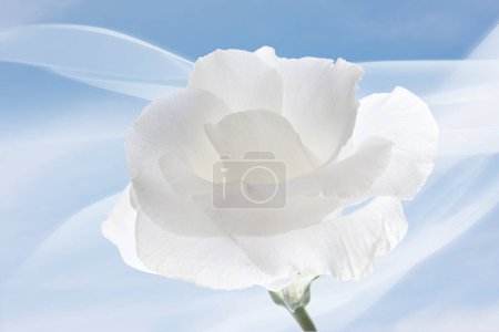 Foto de Flor de rosa blanca sobre fondo azul del cielo - Imagen libre de derechos