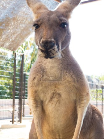 Photo for Portrait kangaroo looking in camera in the zoo - Royalty Free Image