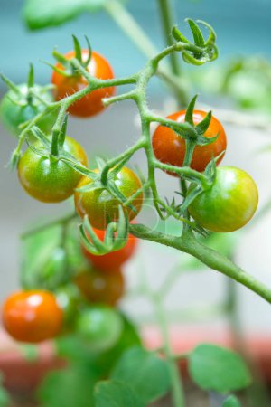 Téléchargez les photos : Vue rapprochée des tomates vertes non mûres qui poussent dans le jardin - en image libre de droit