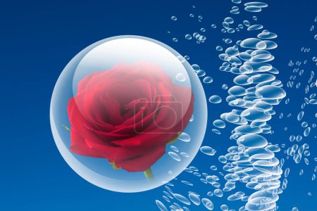 Téléchargez les photos : Bulles d'eau douce et belle fleur de rose rouge sur fond bleu - en image libre de droit
