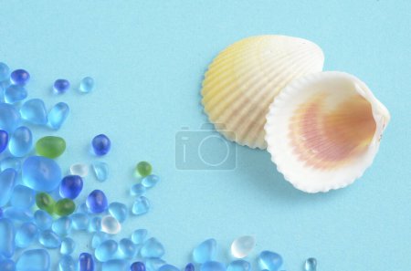 Foto de Conchas marinas con una perla sobre un fondo azul. vista superior, cama plana. espacio de copia. - Imagen libre de derechos