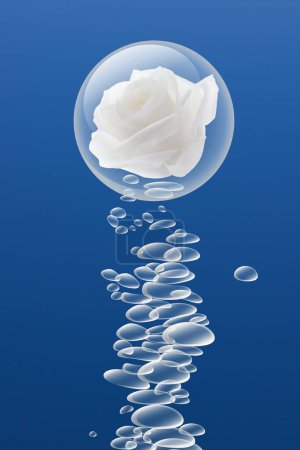 Téléchargez les photos : Bulles d'eau douce et belle fleur de rose blanche sur fond bleu - en image libre de droit