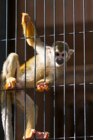 Téléchargez les photos : Un singe en cage - en image libre de droit
