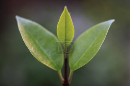 Photo for Young green leaves on tree branch in garden - Royalty Free Image