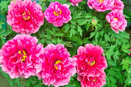 Foto de Hermosas peonías rosadas floreciendo en el jardín - Imagen libre de derechos