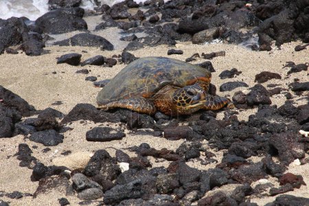 Téléchargez les photos : Portrait de tortue de mer galapagos sur la plage - en image libre de droit