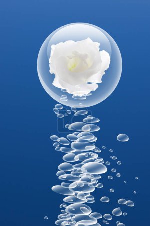 Photo for Fresh water bubbles and beautiful white rose flower on blue background - Royalty Free Image