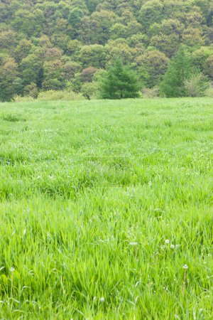 Foto de Bosque verde y campo de hierba en el país - Imagen libre de derechos