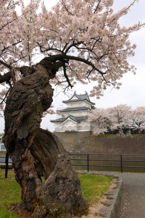 Téléchargez les photos : Shibata Castle Park et Cherry Blossom - en image libre de droit