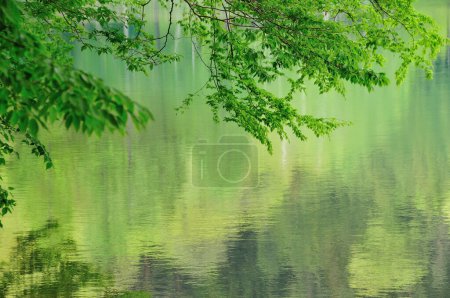 Téléchargez les photos : Belles feuilles vertes fraîches et des branches reflétées dans l'eau calme du lac - en image libre de droit