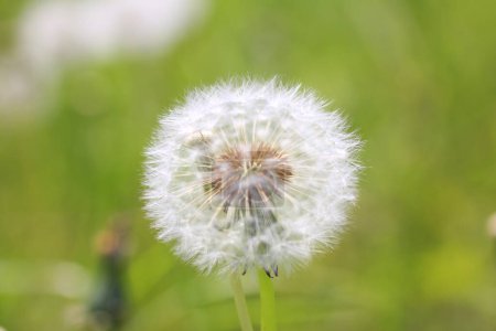 Téléchargez les photos : Fleur de pissenlit sur le fond d'une herbe verte - en image libre de droit