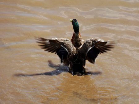 Foto de Pájaro pato en un lago en el fondo, de cerca - Imagen libre de derechos