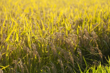 Téléchargez les photos : Beau fond de plants de riz vert dans le champ au lever du soleil - en image libre de droit