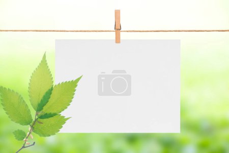 Téléchargez les photos : Feuille de papier vierge accrochée à une corde à linge, fond d'été vert flou avec des feuilles - en image libre de droit