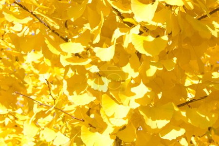 Foto de Hojas amarillas otoñales sobre fondo natural - Imagen libre de derechos