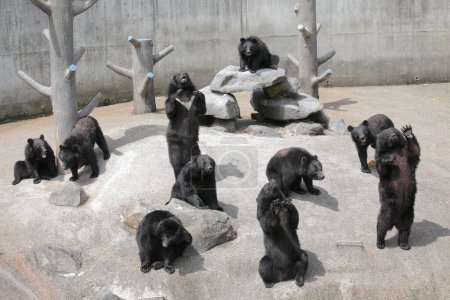 Téléchargez les photos : Ours mignons dans le zoo - en image libre de droit
