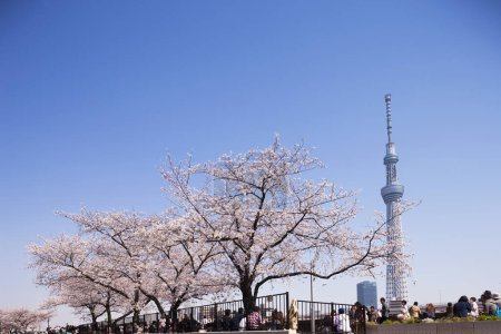 Téléchargez les photos : Tour Skytree à Tokyo, Japon - en image libre de droit