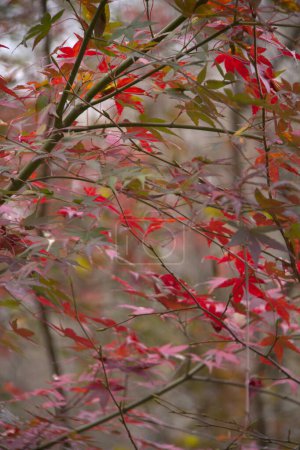 Téléchargez les photos : Photos rapprochées de feuilles d'érable jaune orange au Japon - en image libre de droit