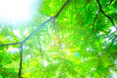 Téléchargez les photos : Rayons du soleil à travers les branches vertes de l'arbre - en image libre de droit