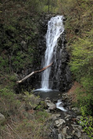 Téléchargez les photos : Belle cascade et arbres verts dans la forêt - en image libre de droit