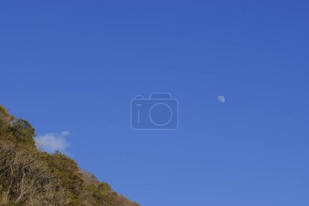 Téléchargez les photos : Ciel bleu avec des arbres verts - en image libre de droit