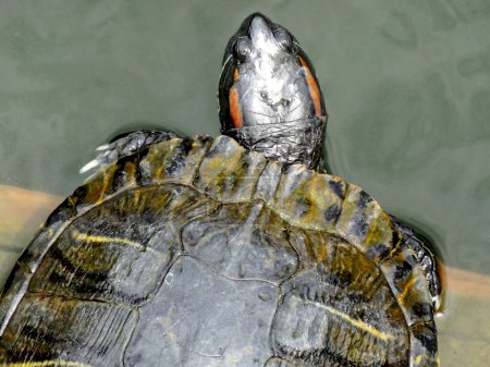 Foto de Tortuga animal en el agua en el fondo, de cerca - Imagen libre de derechos