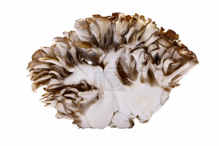 close-up view of fresh Maitake Mushrooms on white background                                      