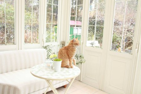 Téléchargez les photos : Beau chat roux assis sur la table - en image libre de droit