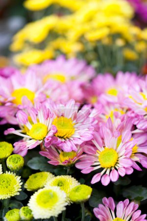 Téléchargez les photos : Beau bouquet de chrysanthèmes dans le jardin - en image libre de droit