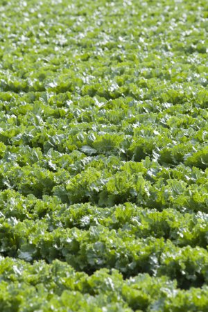 Photo for Summer field with rows of lettuce at daytime - Royalty Free Image