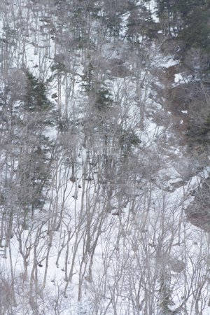 Téléchargez les photos : Paysage hivernal avec arbres enneigés en montagne - en image libre de droit