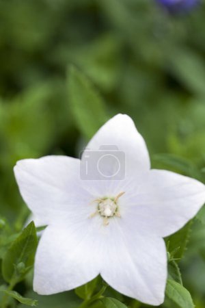 Téléchargez les photos : Gros plan de belle fleur blanche dans le jardin - en image libre de droit