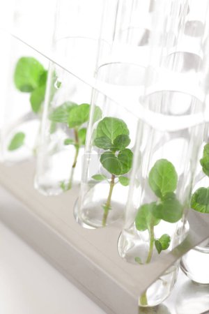 plántulas en crecimiento de plantas en tubos de vidrio, cristalería de laboratorio para reservorio de biotecnología 
