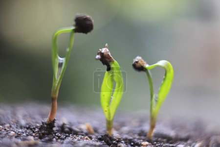 Téléchargez les photos : Jeunes plantes poussant hors du sol dans le jardin de printemps - en image libre de droit