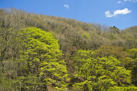 Téléchargez les photos : Plan panoramique de belles collines verdoyantes pour le fond - en image libre de droit