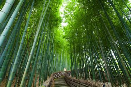 Téléchargez les photos : La forêt de bambous le matin. - en image libre de droit