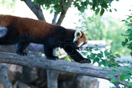 Téléchargez les photos : Panda rouge dans le zoo sur fond de nature - en image libre de droit