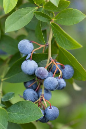 Photo for Fresh ripe blueberries on branches in a garden - Royalty Free Image