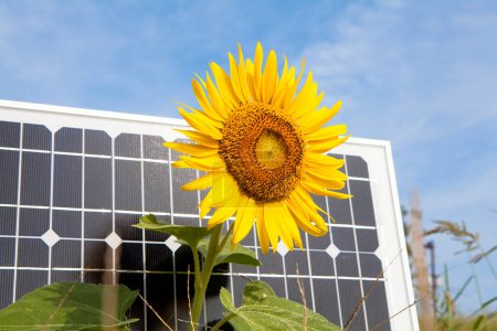 Foto de Girasol y panel solar sobre fondo azul cielo. fuente de energía alternativa - Imagen libre de derechos