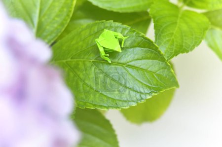 Photo for Origami frog on green leaf - Royalty Free Image